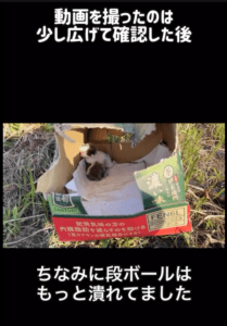 潰れたダンボールと一緒に捨てられていた子猫。→家に連れて帰った結果…3ヶ月後の現在の姿に「よくがんばったね」「元気に育ちますように」