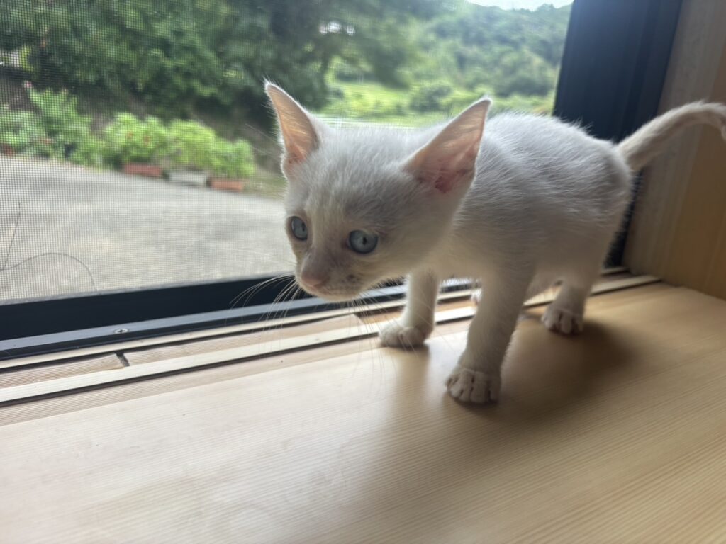 保護から1週間後の様子（＠misako_aoki_さんより提供）