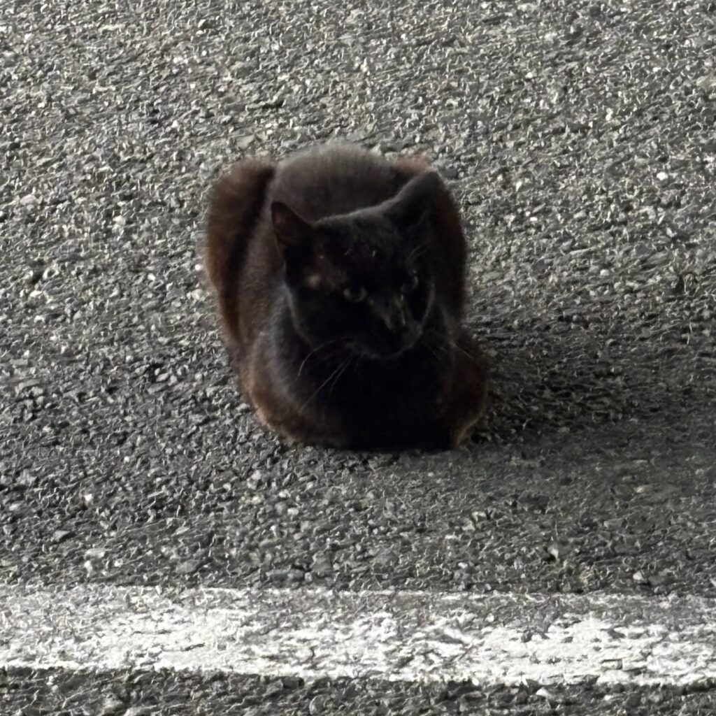 駐車場の黒猫②（＠meme.az.mimiさんより提供）