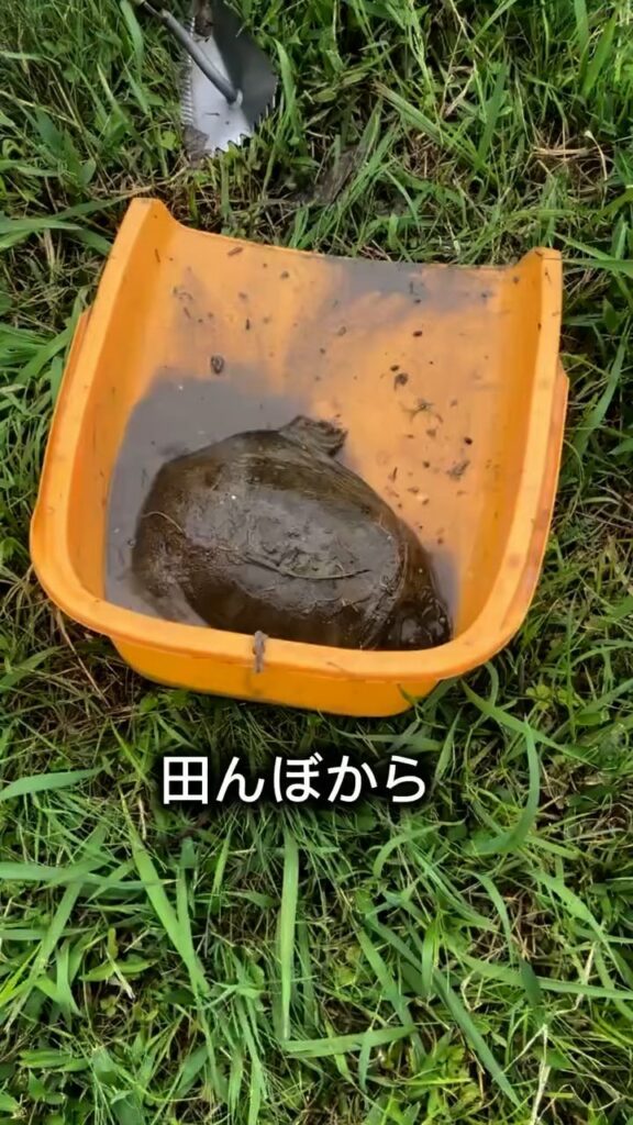 捕まえたスッポン①（＠eritomato924さんより提供）