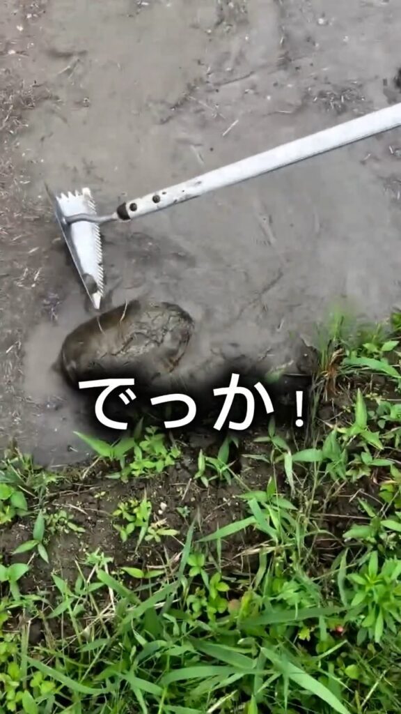 田んぼで見つけたスッポン④（＠eritomato924さんより提供）