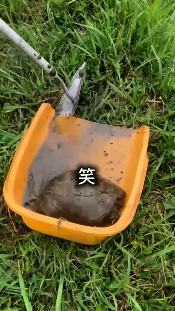 スッポンを捕まえる様子③（＠eritomato924さんより提供）