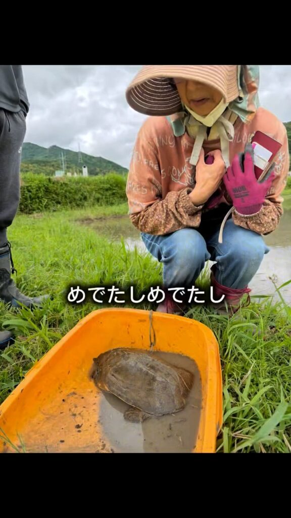 スッポンを川に返す様子②（＠eritomato924さんより提供）