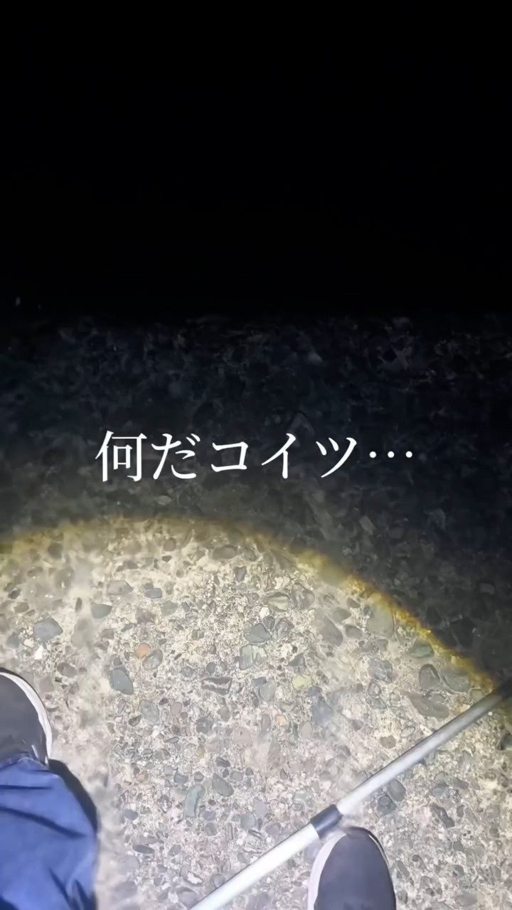 夜光虫を探しに夜の海へ→しかしよく見ると……まさかの光景に「でかぁあぁぁ」「本当に存在したんだ」