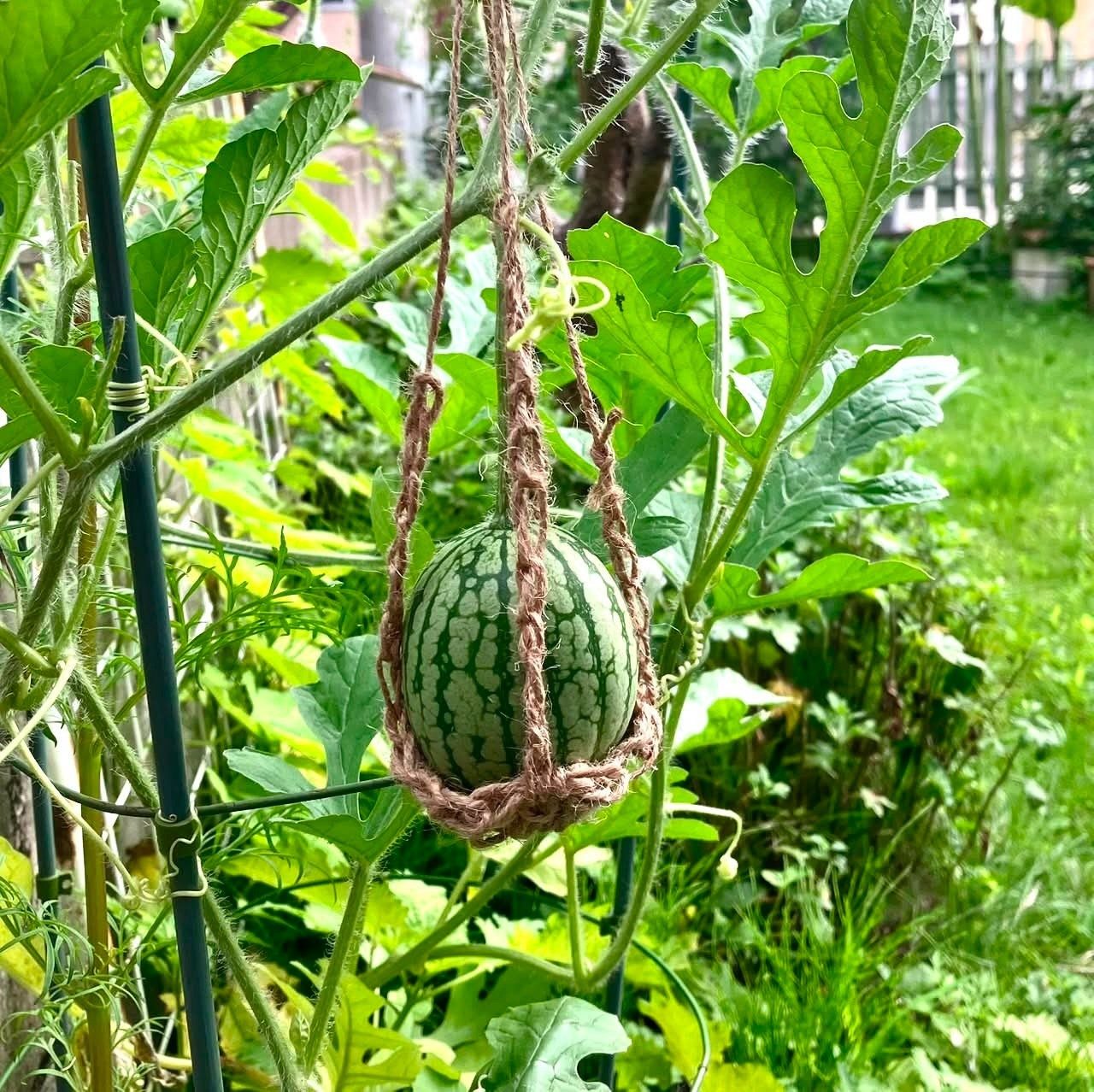 50円で救出したスイカの苗　植えてみた結果…現在の姿に「目から鱗でした」「可愛い」