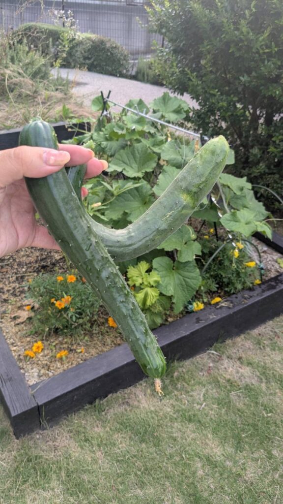 そのほかの植物①（＠c555ohayoga.chiharuさんより提供）