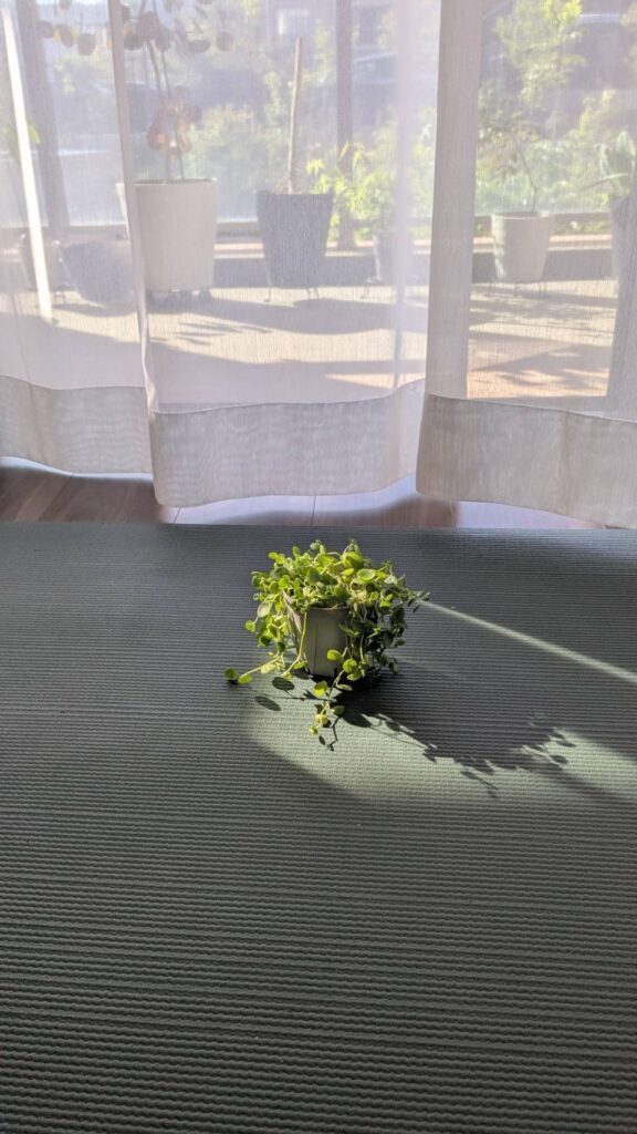 そのほかの植物③（＠c555ohayoga.chiharuさんより提供）