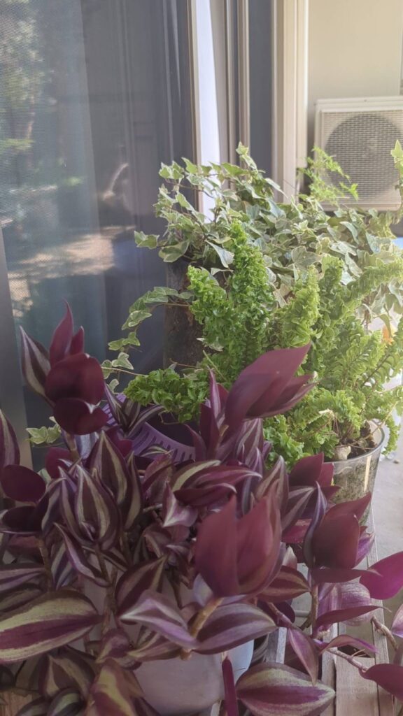 そのほかの植物⑦（＠c555ohayoga.chiharuさんより提供）