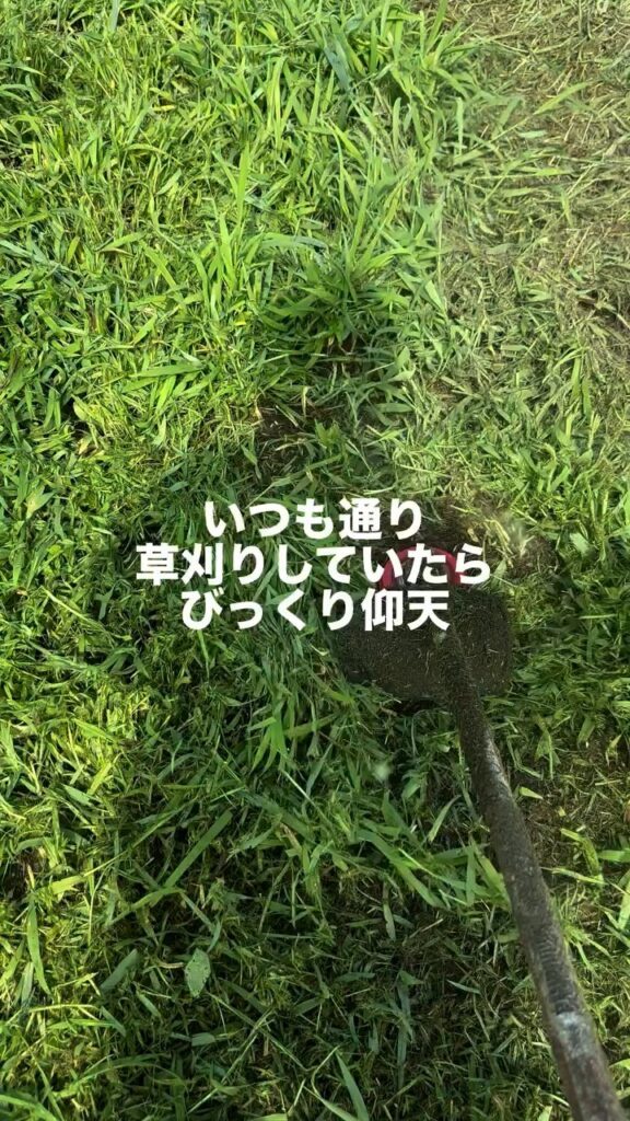 草刈りの様子（＠hirotake.oさんより提供）