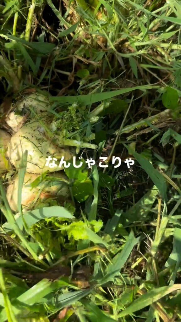草に紛れていたカブ③（＠hirotake.oさんより提供）