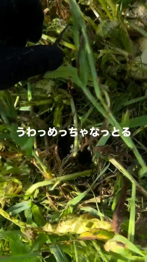 草に紛れていたカブ④（＠hirotake.oさんより提供）