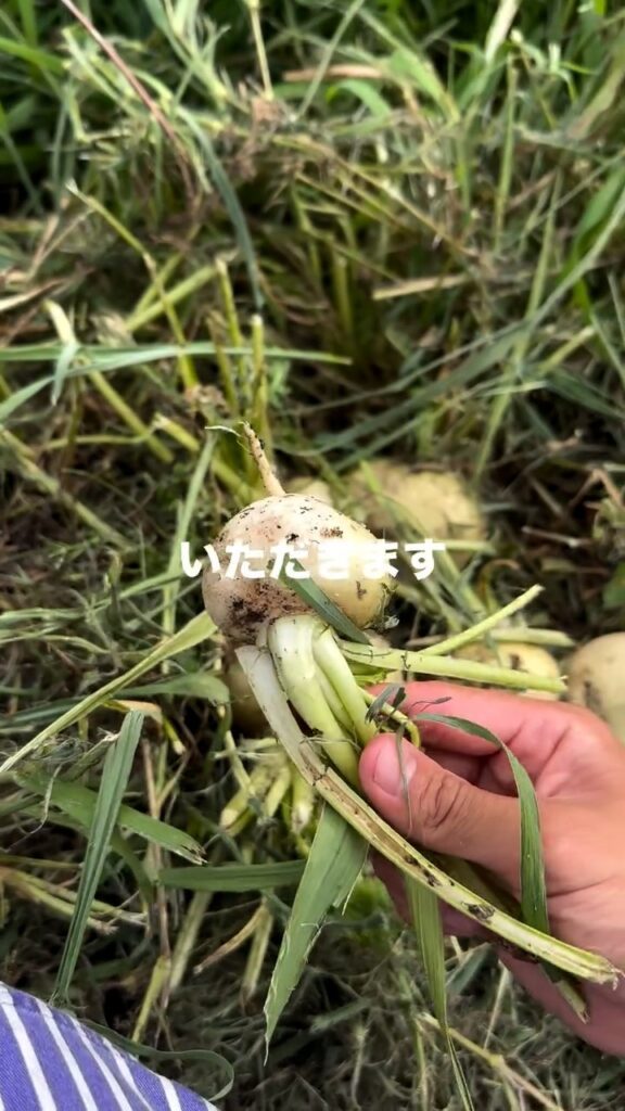 収穫したカブ③（＠hirotake.oさんより提供）