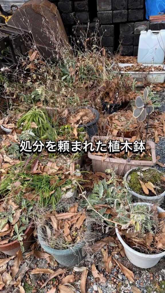 処分を頼まれた植木鉢（＠nana_valley_villageさんより提供）