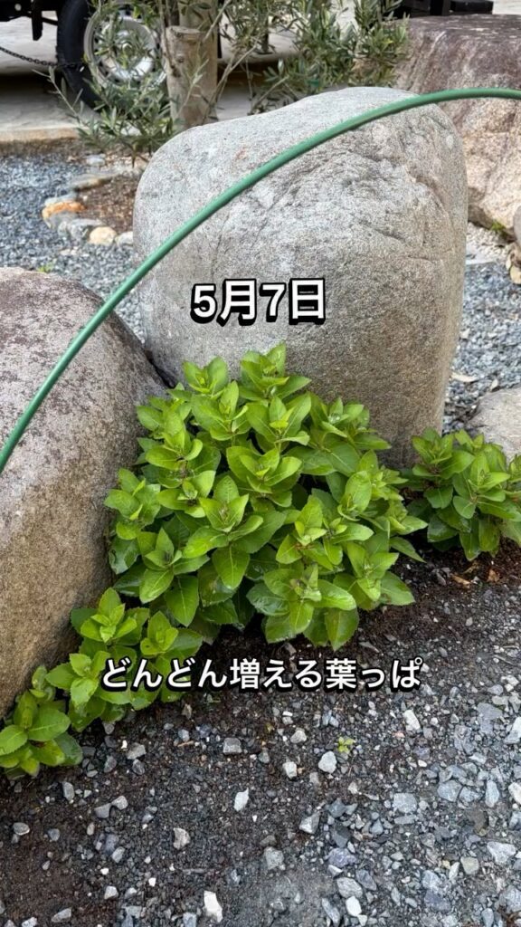 育っていく様子④（＠nana_valley_villageさんより提供）