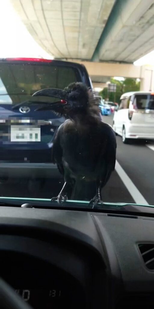 【実際の写真】　　投稿された写真