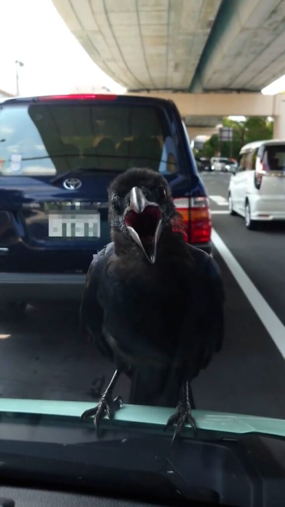 窓に現れたカラスの様子②（@fineseiryuさんより提供）