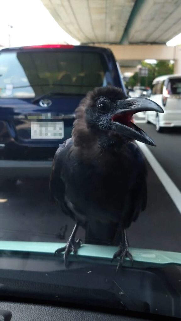 窓に現れたカラスの様子③（@fineseiryuさんより提供）