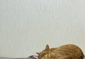 ソファの上で寝ていた愛猫。しかしよく見ると…「しっぽが取れてる！？」SNSがザワついた光景に「ヒッ！」「2秒くらい心臓止まった」「心霊写真より怖い」