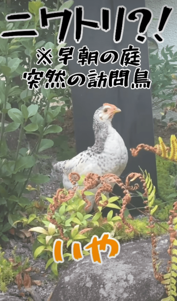 突然現れたニワトリ①（＠tamago_channel.youtubeさんより提供）