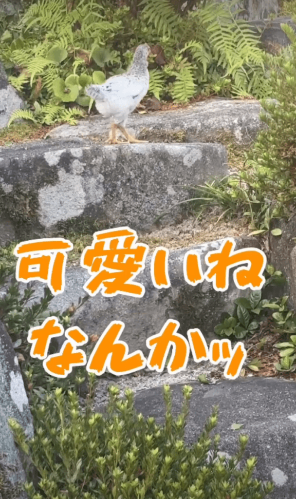突然現れたニワトリ②（＠tamago_channel.youtubeさんより提供）