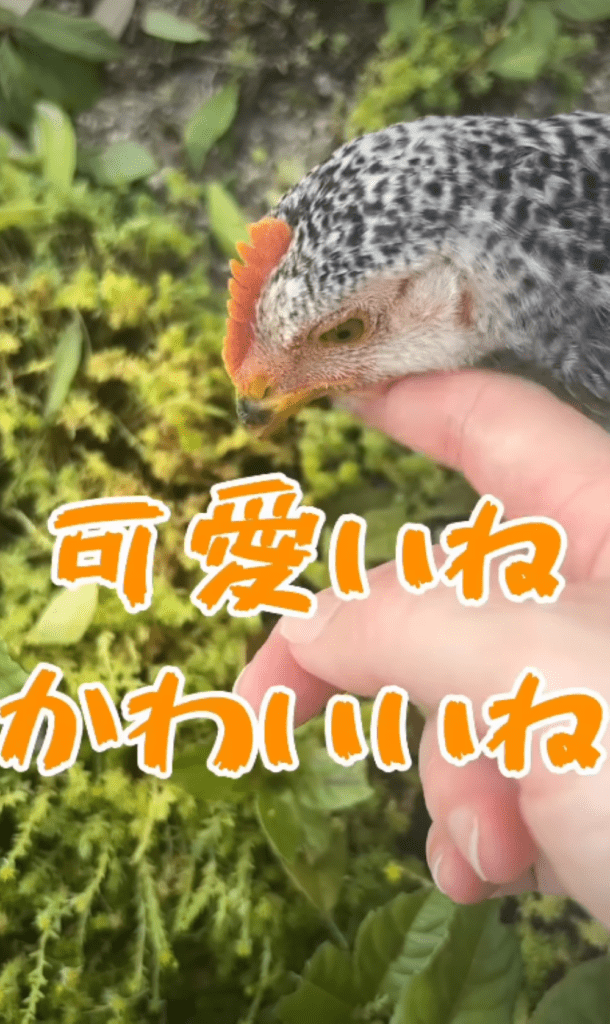 突然現れたニワトリ④（＠tamago_channel.youtubeさんより提供）