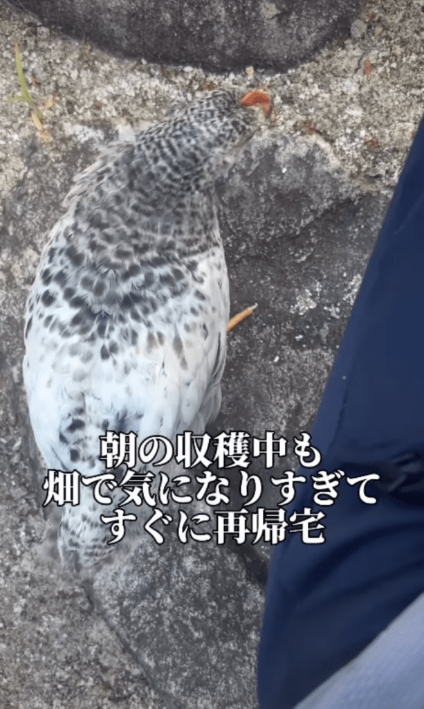 突然現れたニワトリ⑤（＠tamago_channel.youtubeさんより提供）