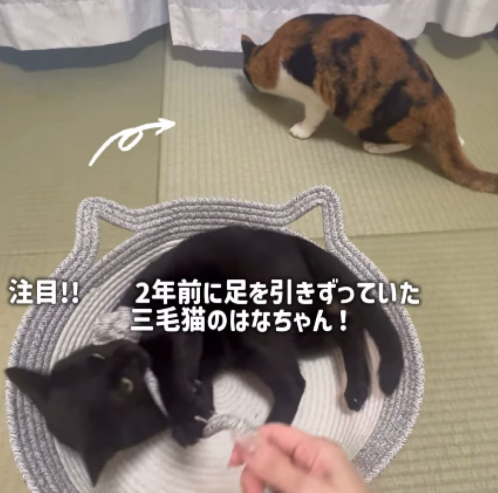 下半身麻痺の状態だった子猫。保護して2年後の現在の姿に…「あんなに麻痺していたのに」「奇跡ですね」「見ているだけで幸せ」