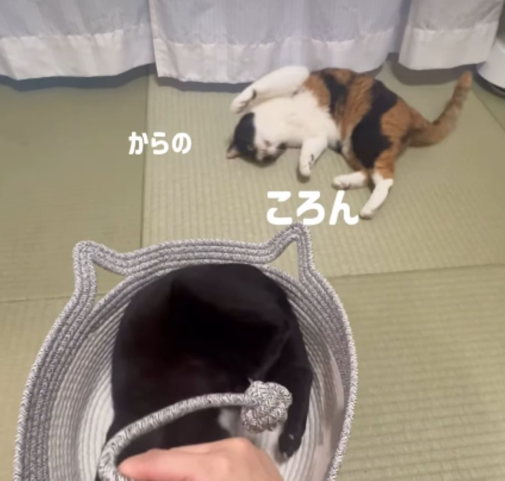 コロンの瞬間②（＠ohana.naachanさんより提供）