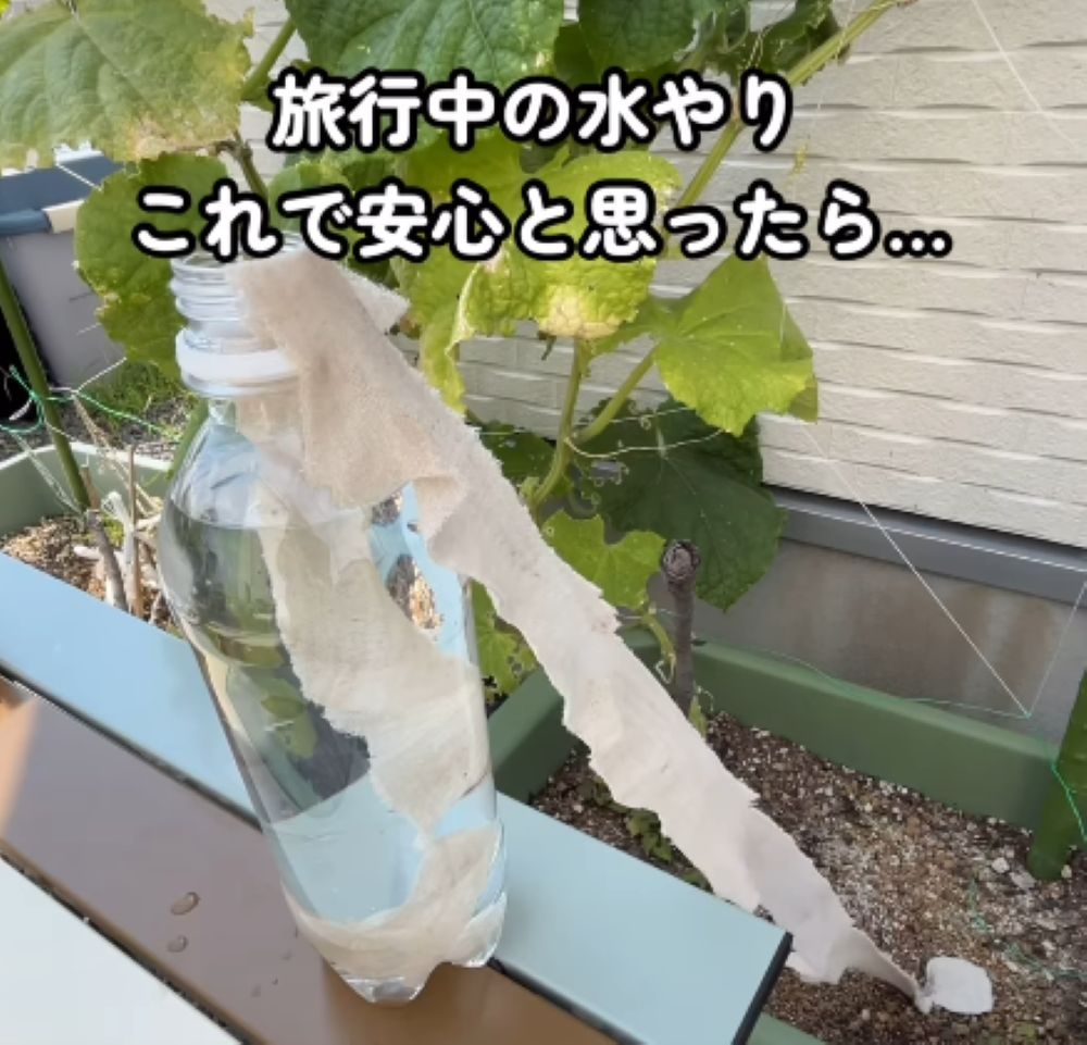 旅行中の水やり　検証してみたら…驚きの結果に「参考になります」「検証結果気になりました」