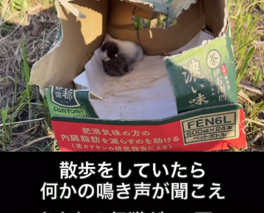 3匹の子猫を保護①（＠area99keeperさんより提供）