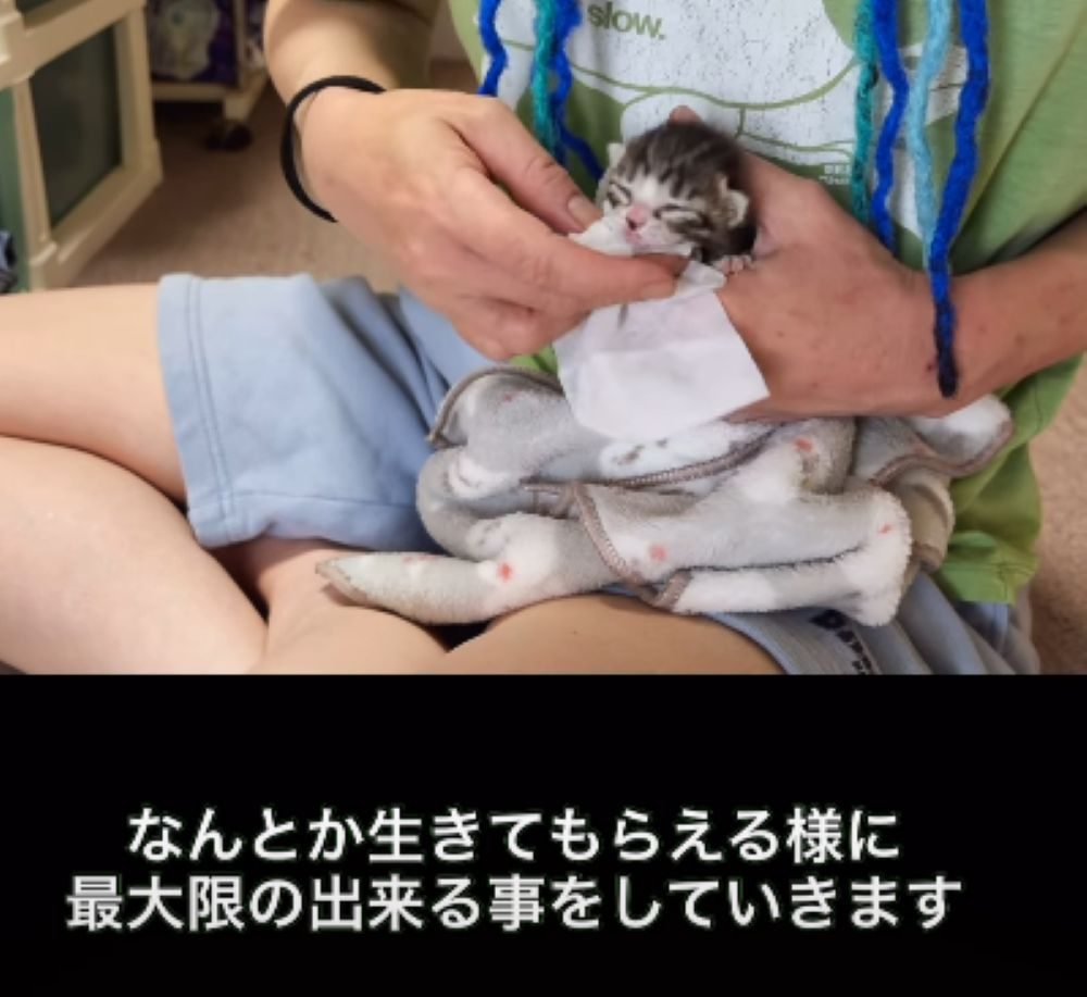 3匹の子猫を保護⑤（＠area99keeperさんより提供）