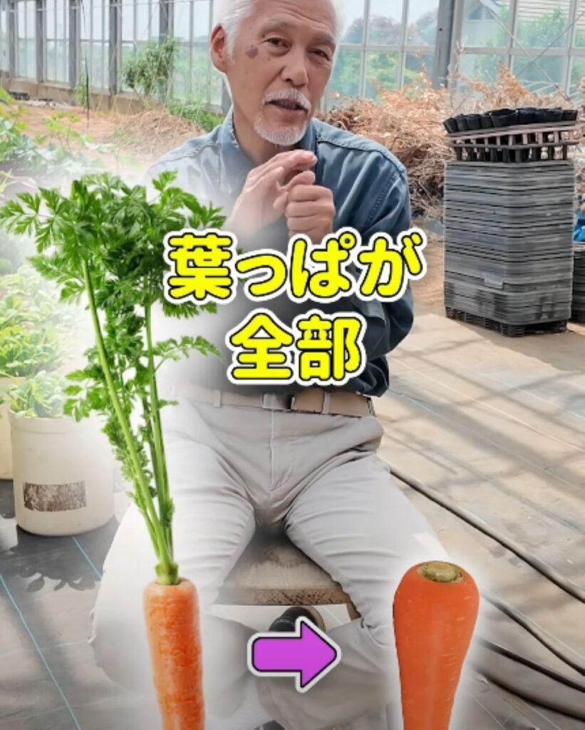 ニンジンのヘタの活用法③（農業仙人さんより提供）