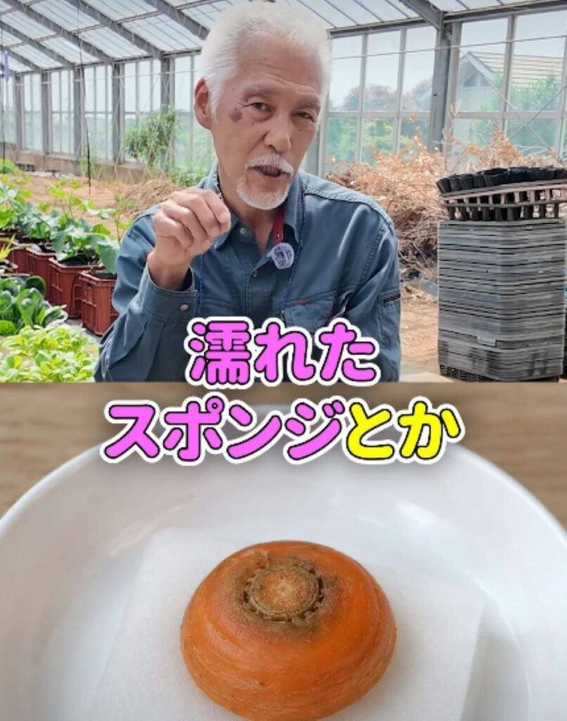 ニンジンのヘタの活用法④（農業仙人さんより提供）