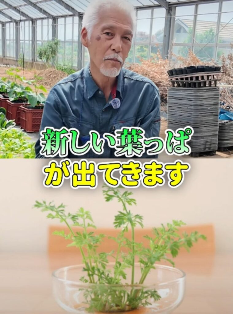 ニンジンのヘタの活用法⑤（農業仙人さんより提供）