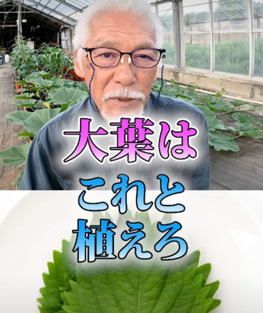 大葉の使い方①（農業仙人さんより提供）