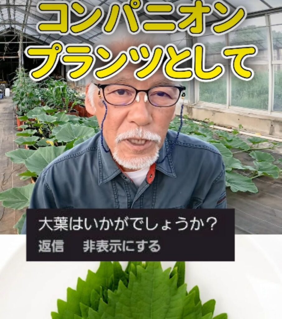 大葉の使い方②（農業仙人さんより提供）
