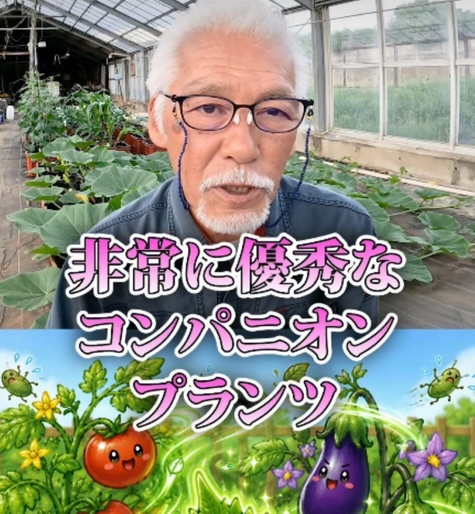 大葉の使い方③（農業仙人さんより提供）