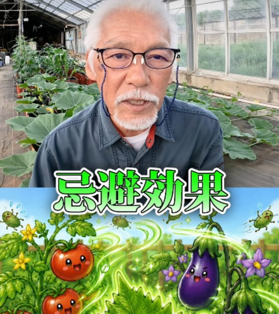 大葉の使い方④（農業仙人さんより提供）