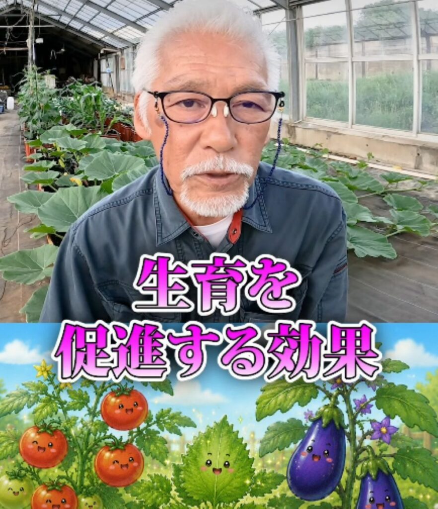 大葉の使い方⑤（農業仙人さんより提供）