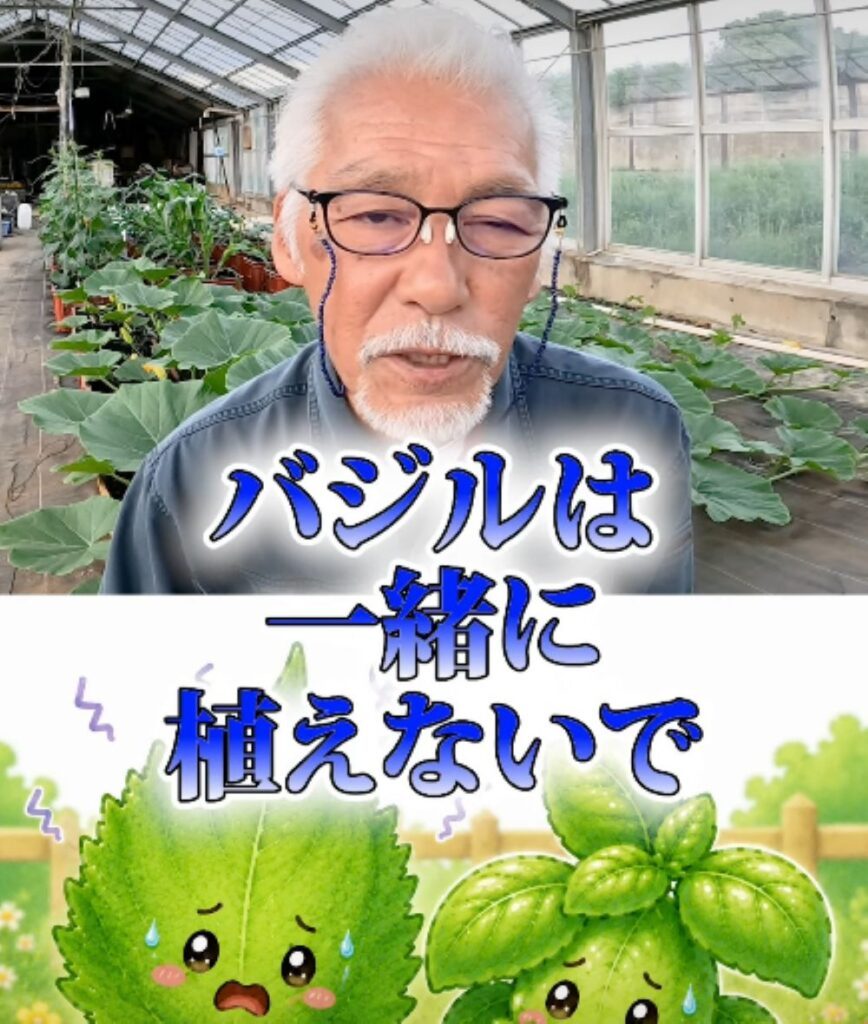 大葉の使い方⑥（農業仙人さんより提供）