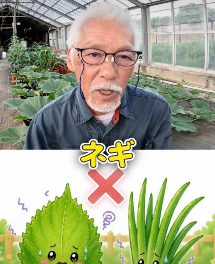 大葉の使い方⑦（農業仙人さんより提供）