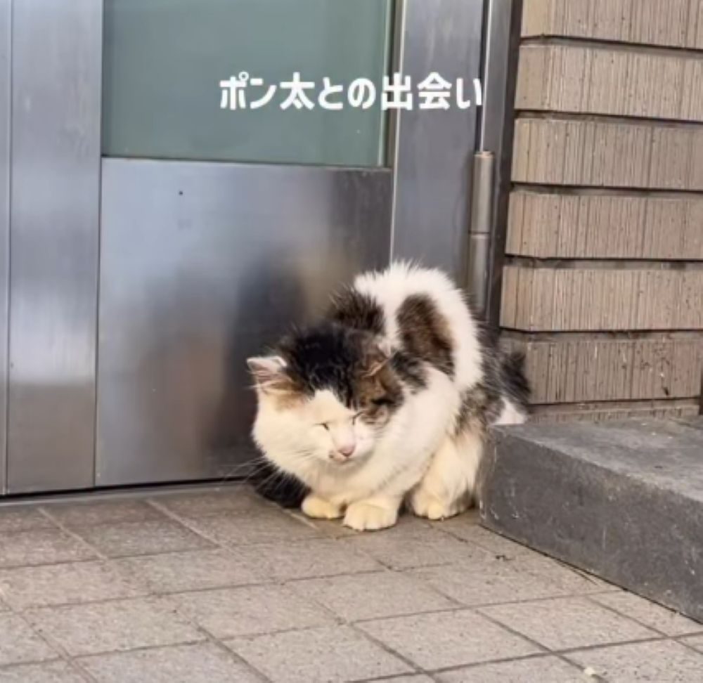 学校への道中…衰弱しきったネコを発見。→保護すると…医師「数時間遅ければ亡くなっていた」現在のまさかの姿に「幸せな猫生を」「本当に良かった」「心洗われます」