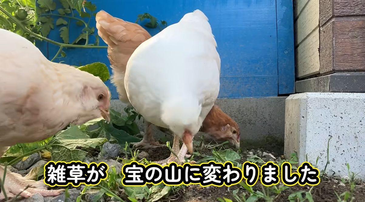 雑草ボーボーだった庭→ニワトリ4羽を放した結果…驚きの光景に「喜んでますねw」「飼ってみたい！」「画期的ですね！」