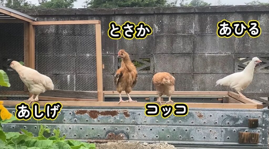【実際の写真】　　投稿された写真