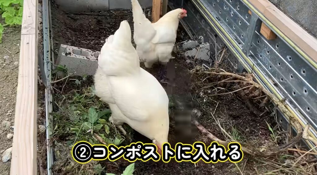 ニワトリと雑草⑥（＠55gurasiさんより提供）
