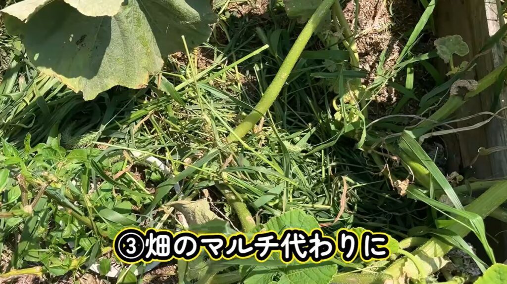 ニワトリと雑草⑦（＠55gurasiさんより提供）