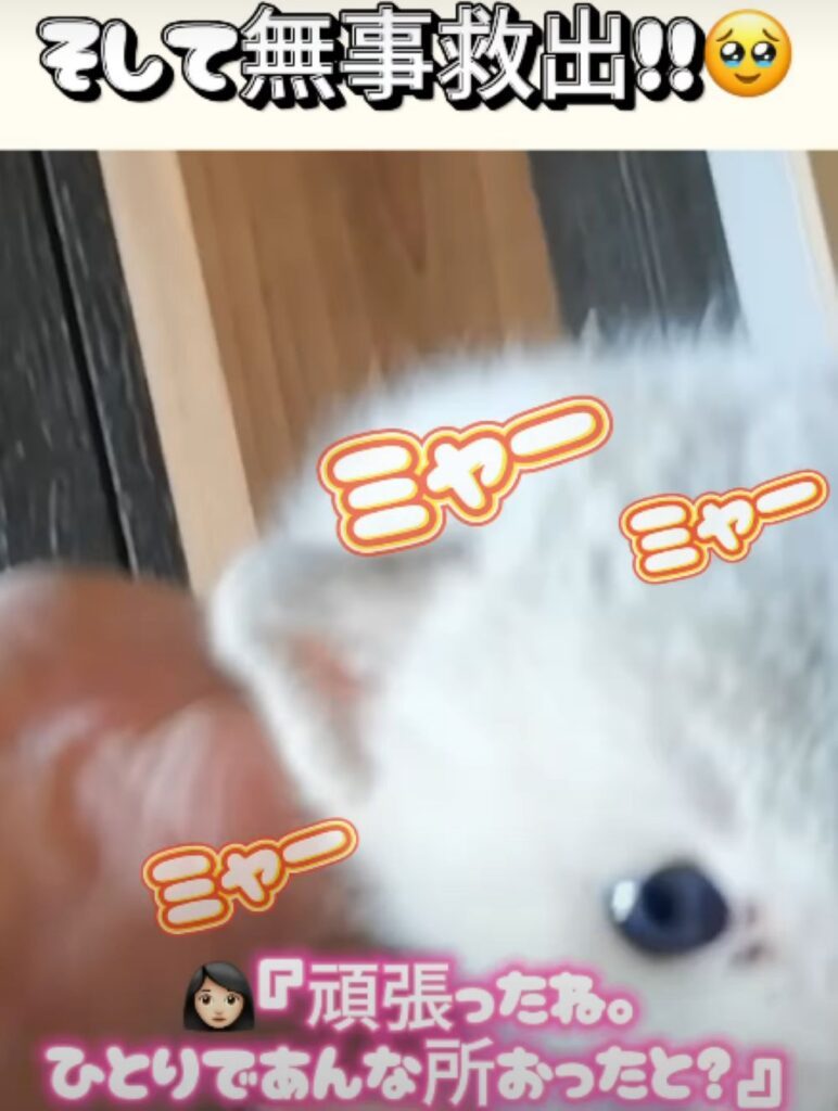 救出した子猫が家族になるまで②（＠nekotoningennokazokuさんより提供）