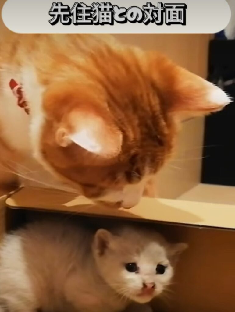 救出した子猫が家族になるまで④（＠nekotoningennokazokuさんより提供）