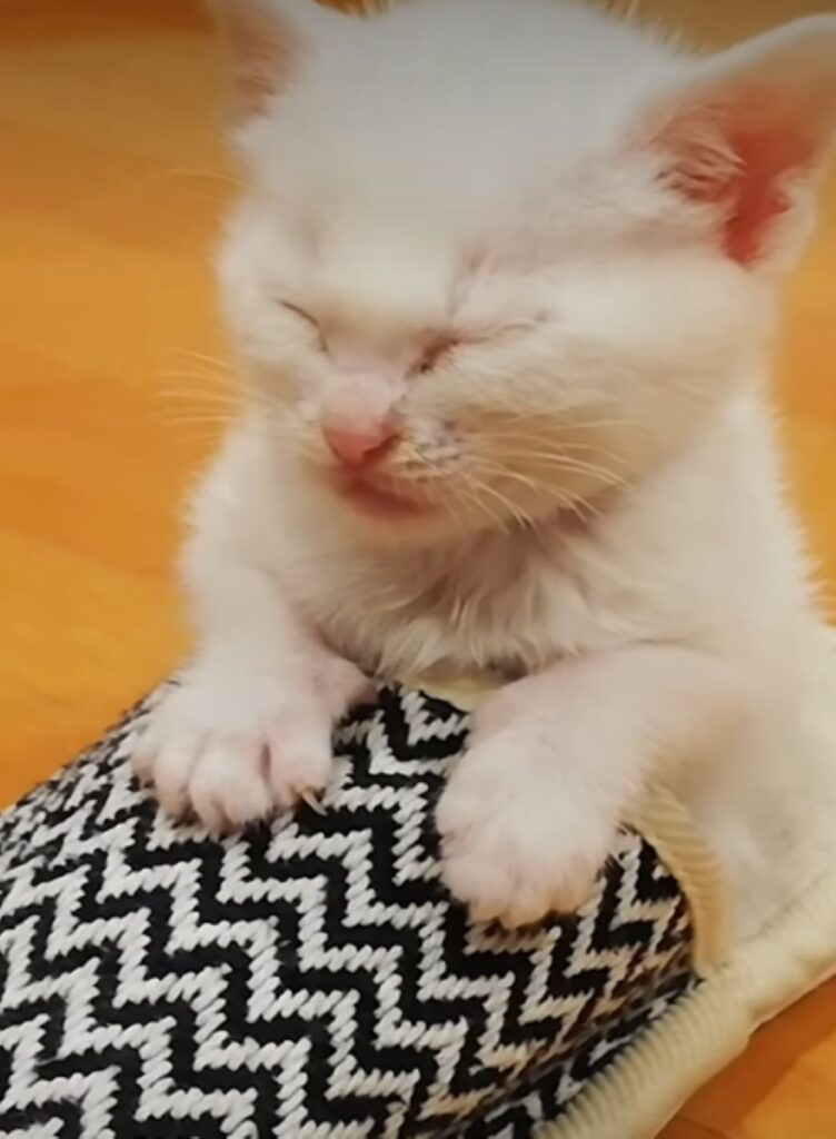 救出した子猫が家族になるまで⑦（＠nekotoningennokazokuさんより提供）