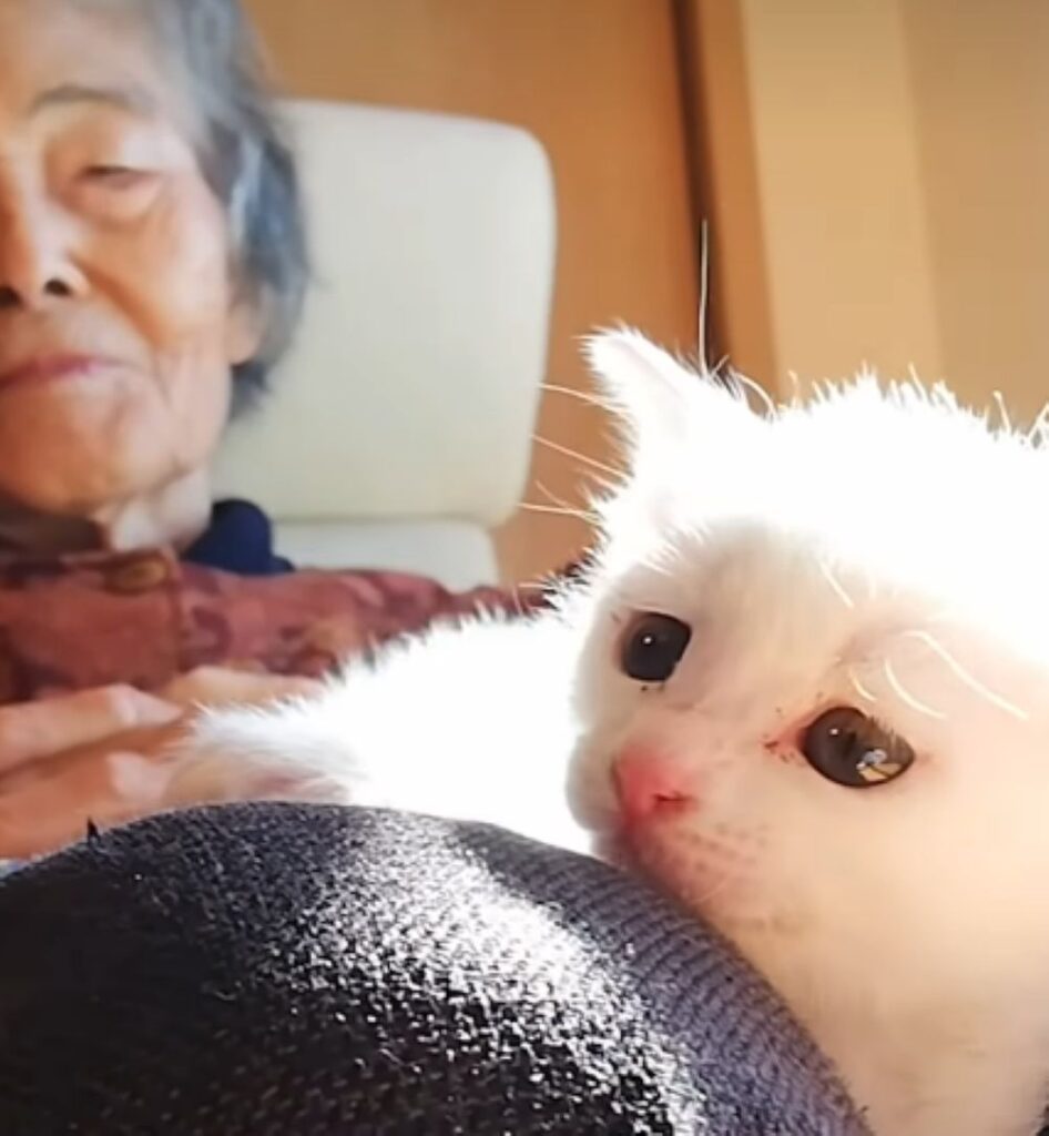 救出した子猫が家族になるまで⑧（＠nekotoningennokazokuさんより提供）
